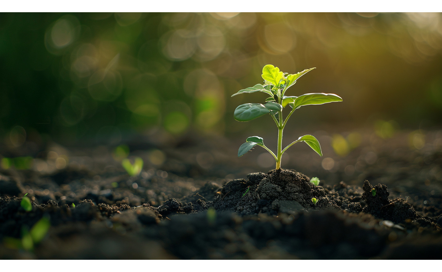 Plantable gifts: a symbolic and sustainable way to promote your brand